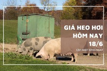 Giá heo hơi ngày 18/6 giảm rải rác ở khu vực phía Nam