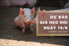 Dự báo giá heo hơi ngày 19/6 duy trì xu hướng giảm?