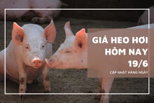 Giá heo hơi ngày 19/6 tiếp đà giảm rải rác ở ba miền Bắc, Trung, Nam