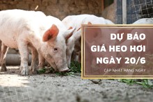 Dự báo giá heo hơi ngày 20/6, một vài địa phương biến động không đồng nhất?