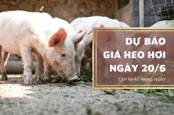 Dự báo giá heo hơi ngày 20/6, một vài địa phương biến động không đồng nhất?