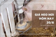 Ngày 20/6, giá heo hơi tăng giảm không đồng nhất trên cả nước