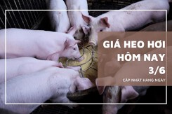 Đầu tuần 3/6, giá heo hơi miền Nam cao nhất 70.000 đồng/kg