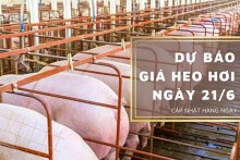 Dự báo giá heo hơi tiếp tục tăng giảm không đồng nhất ngày 21/6?
