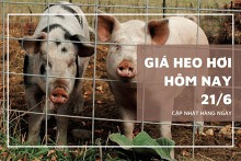 Giá heo hơi tiếp đà giảm mạnh đến 3.000 đồng/kg trong ngày 21/6