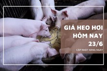 Giá heo hơi ngày 23/6, dự đoán tuần sau vẫn tăng giảm không đồng nhất?