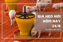 Giá heo hơi mới nhất ngày 24/6 neo dưới mốc 70.000 đồng/kg
