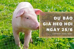 Ngày 25/6, dự báo giá heo hơi sẽ điều chỉnh giảm trên cả nước?