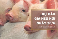 Dự báo giá heo hơi sẽ có xu hướng đi ngang trong ngày 26/6?
