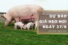 Dự báo giá heo hơi ngày 27/6 biến động trái chiều?
