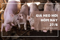 Ngày 27/6, giá heo hơi tăng giảm không đồng nhất 1.000 đồng/kg trên cả nước