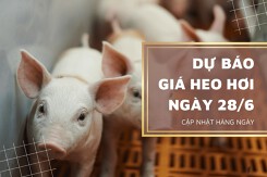 Thị trường ngày 28/6, dự báo giá heo hơi sẽ đi ngang?