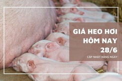 Thị trường ngày 28/6, giá heo hơi lặng sóng, thấp nhất 63.000 đồng/kg