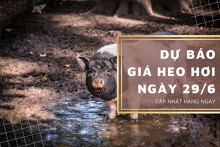 Dự báo giá heo hơi ngày 29/6 tiếp tục đứng yên?