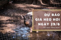 Dự báo giá heo hơi ngày 29/6 tiếp tục đứng yên?