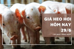 Giá heo hơi hôm nay (29/6) biến động trái chiều 1.000 đồng/kg