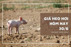 Giá heo hơi hôm nay 30/6, thị trường sẽ đứng yên trong tuần sau?
