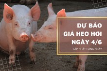 Dự báo giá heo hơi ngày 4/6 sẽ tiếp tục chững giá toàn vùng?