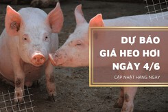 Dự báo giá heo hơi ngày 4/6 sẽ tiếp tục chững giá toàn vùng?