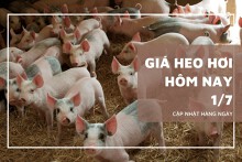 Giá heo hơi ngày 1/7 giảm nhẹ 1.000 đồng/kg, neo cao ở mức 69.000 đồng/kg