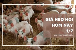 Giá heo hơi ngày 1/7 giảm nhẹ 1.000 đồng/kg, neo cao ở mức 69.000 đồng/kg