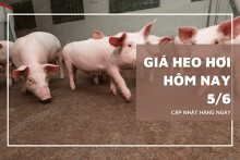 Sáng 5/6, giá heo hơi neo ở mốc cao 70.000 đồng/kg