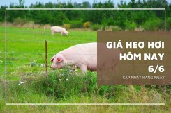 Thị trường sáng ngày 6/6, giá heo hơi biến động trái chiều