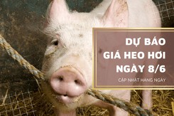 Dự báo giá heo hơi ngày 8/6, các địa phương sẽ tăng rải rác?