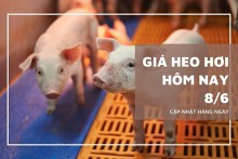 Giá heo hơi hôm nay 8/6 tăng 1.000 đồng/kg ở hai miền Bắc và Nam