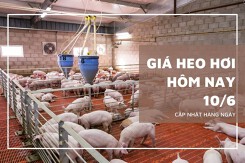 Giá heo hơi ngày 10/6 cao nhất ở mốc 70.000 đồng/kg
