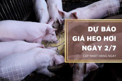 Dự báo giá heo hơi ngày 2/7 sẽ biến động trái chiều?