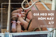 Ngày 2/7, giá heo hơi giảm ở nhiều địa phương trên cả nước