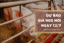 Thị trường ngày 12/7, dự báo giá heo hơi sẽ đi ngang?