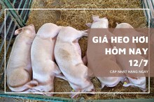 Thị trường giá heo hơi 12/7 ổn định, cao nhất 69.000 đồng/kg