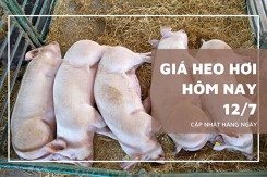 Thị trường giá heo hơi 12/7 ổn định, cao nhất 69.000 đồng/kg