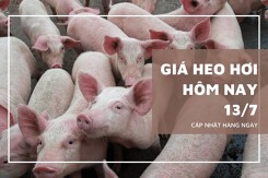 Ngày 13/7, giá heo hơi giảm 1.000 đồng/kg tại vài nơi