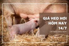 Thị trường giá heo hơi cuối tuần 14/7, tuần sau tiếp đà đi xuống ở nhiều nơi?