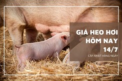 Thị trường giá heo hơi cuối tuần 14/7, tuần sau tiếp đà đi xuống ở nhiều nơi?
