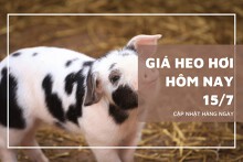 Giá heo hơi ngày 15/7, thị trường biến động trái chiều 1.000 đồng/kg
