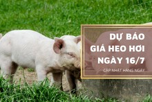 Dự báo giá heo hơi sẽ có xu hướng giảm trong ngày 16/7?