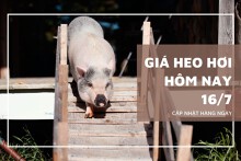 Ngày 16/7, giá heo hơi giảm cao nhất 2.000 đồng/kg
