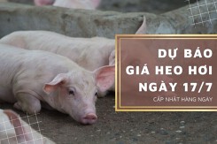 Dự báo giá heo hơi ngày 17/7 tiếp tục xu hướng giảm?