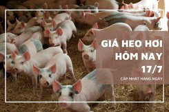 Giá heo hơi mới nhất ngày 17/7, thị trường tiếp tục giảm mạnh trên diện rộng