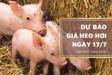 Dự báo giá heo hơi ngày 18/7, thị trường tiếp tục trượt dốc?