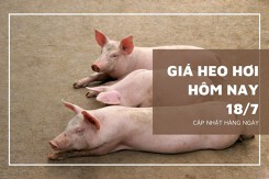 Thị trường ngày 18/7, giá heo hơi duy trì đà giảm, cao nhất ở mức 67.000 đồng/kg
