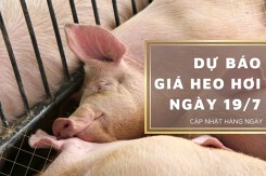 Dự báo giá heo hơi ngày 19/7 tiếp tục giảm trên diện rộng?