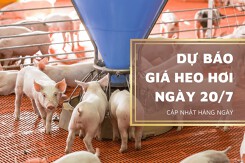 Thị trường ngày 20/7, dự báo giá heo hơi sẽ biến động khác nhau tại các địa phương?