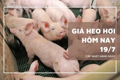 Đầu phiên 19/7, giá heo hơi ổn định, neo cao ở mức 67.000 đồng/kg