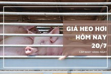 Thị trường ngày 20/7, giá heo hơi biến động trái chiều từ 1.000 đồng/kg đến 2.000 đồng/kg