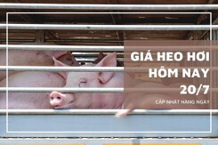 Thị trường ngày 20/7, giá heo hơi biến động trái chiều từ 1.000 đồng/kg đến 2.000 đồng/kg